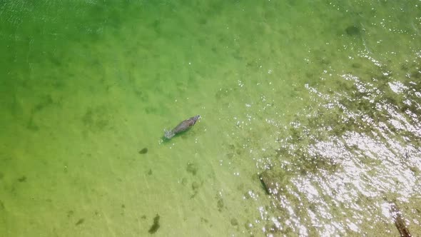 Manatee swimming in clear ocean water in Florida and breathing air.