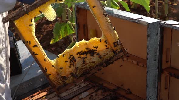 Beekeeper working collect honey