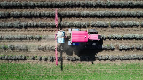 Aerial top down view of tractor spraying lavender field in springtime. alt