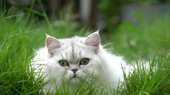 Cute Persian Cat Hiding In Green Grass