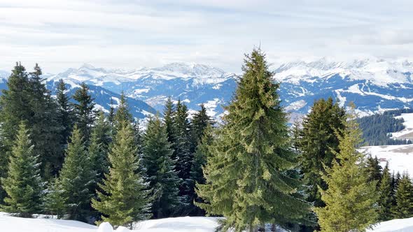 Fir Forest at Winter View in Motion From Ski Track