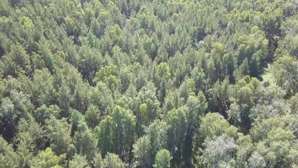 Top Down Aerial Drone Image of a Lush Green Mixed Deciduous and Coniferous Forest.