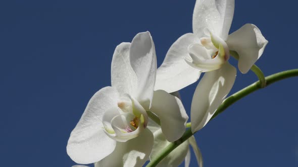 Moth orchid plant and blue sky shallow DOF 4K 2160p 30fps UltraHD footage - White Phalaenopsis amabi