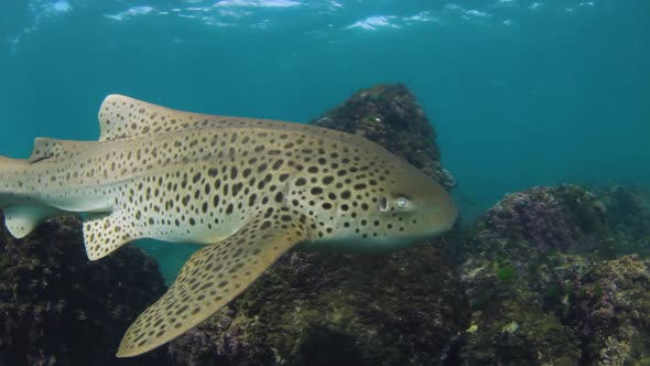 A majestic Leopard shark swimming through the ocean