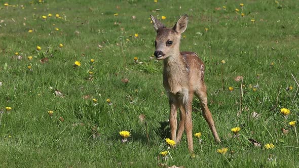 975055 Roe Deer, capreolus capreolus, Fawn in Blooming Meadow, Normandy, Real Time