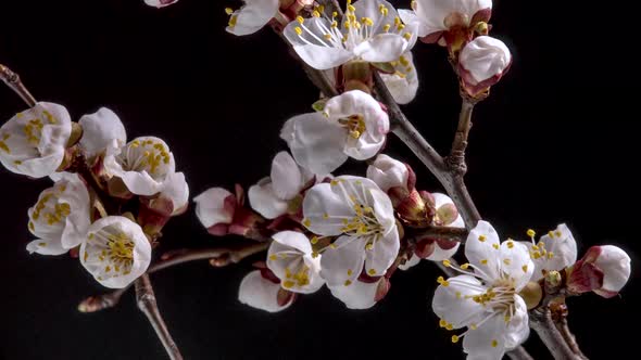 White Flowers Bloom on a Tree Branch