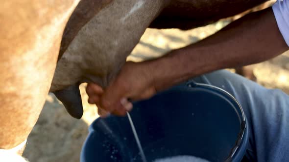 Dairy farmer milking his cow and collecting rich creamy milk by hand into a bucket - isolated close