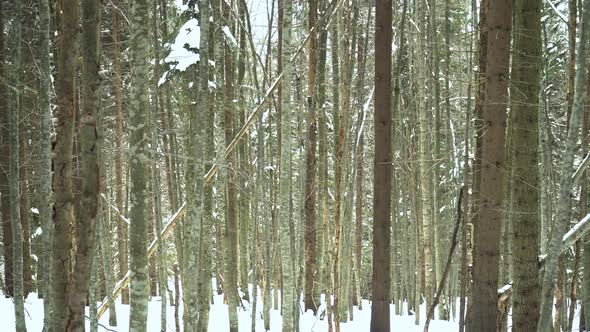 Slider Shot Moving Between Pine Trees Forest Covered in Snow