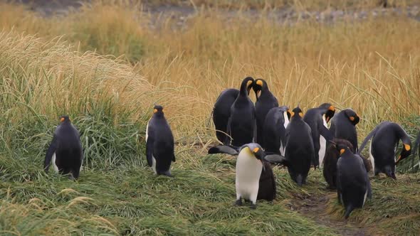 Royal Penguins On Tierra Del Fuego In Chile