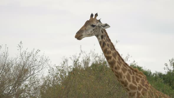 Close up of a giraffe eating