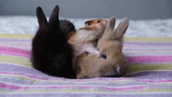 Hamster Caring for a Rabbit Animal Friendship Concept