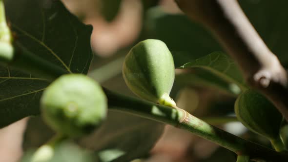 Ficus carica healthy young plant 4K 2160p 30fps UltraHD footage - Close-up of exotic common fig frui