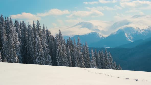 Evergreen Pine Trees Covered with Fresh Fallen Snow in Winter Mountain Forest on Cold Bright Day