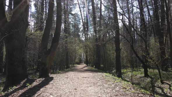 Aerial View of the Road Inside the Forest