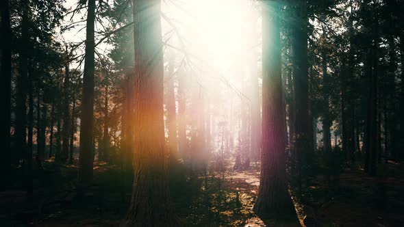 Sunset in the Sequoia Forest