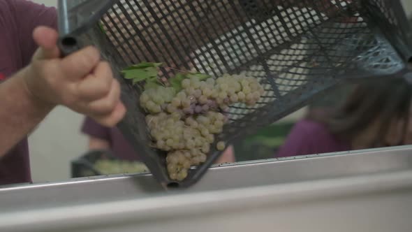 Grapes is Pulled Up From the Plastic Crate Into Wine Press