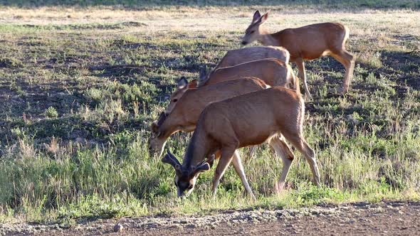 Small group of Mule Deer with a buck in velvet feeding alongside a roadway in New Mexico.