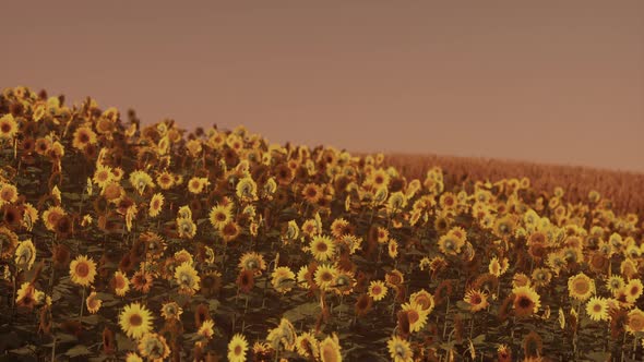Field of Blooming Sunflowers on a Background Sunset