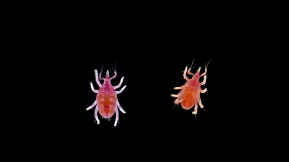 Microscopic Predatory Mite, Bdellidae Family, Prostigmata Order, Acariform Ticks Superorder