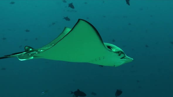 Spotted ray passing close in front of camera swimming over tropical coral reef