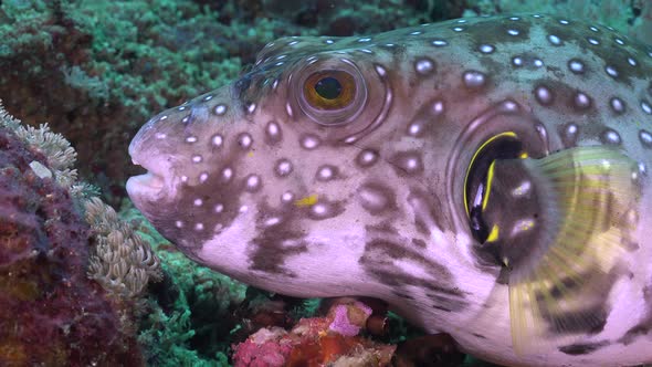 White-spotted puffer on coral reef, close up shot.