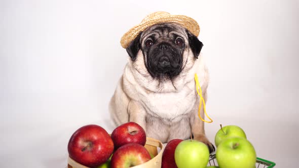 Close Up of Tired Cute Pug with Red and Green Apples on Orange Background