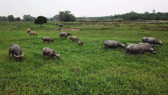 White cattle egrets fly toward the buffaloes grazing grass