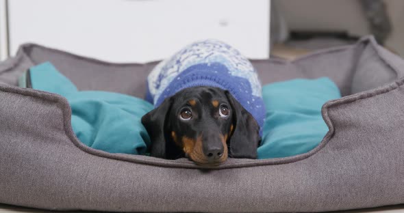 Black Dachshund Friend Lies in Soft Dogs Bed at Home