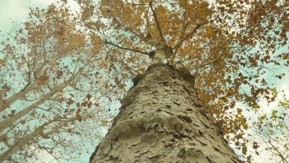 Tree Trunk Covered with Embossed Bark in Autumn Park