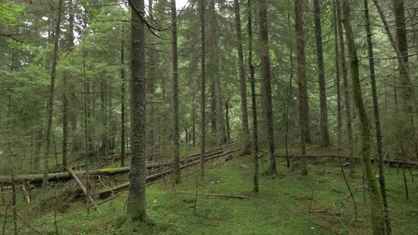 Tree Trunks in A Forest