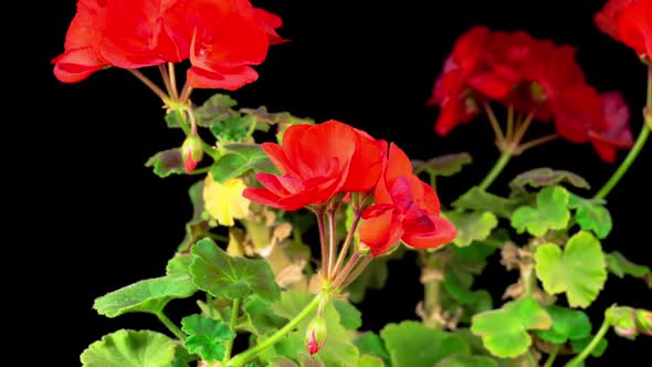 Beautiful Time Lapse of Blooming Red Geranium