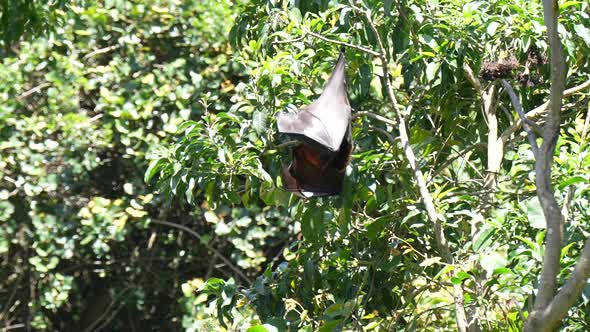 SLOW MOTION Flying fox hanging in tree in jungle