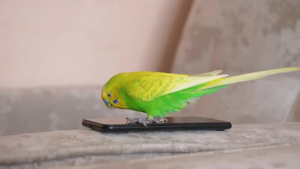 Funny green wavy parrot plays with a smartphone on the sofa at home. Pets and modern mobile devices.