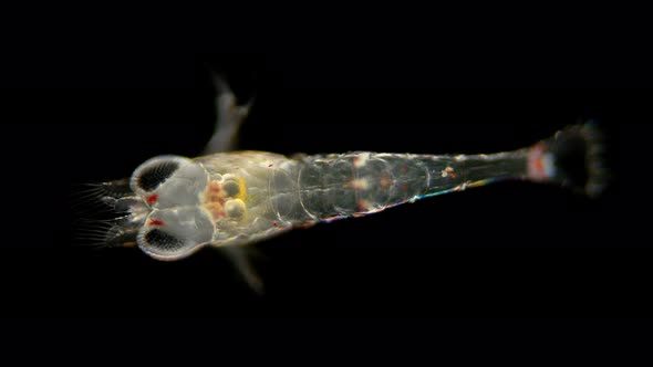 Red Sea Plankton and Zooplankton Under a Microscope, Order Mysida, Looks Very Much Like a Shrimp