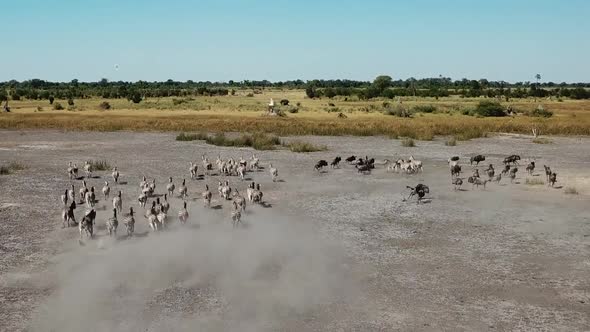 Aerial Fly Over View of a Large Herd  Lechwe Antelope,  Springbok and Zebras, Herd of Cape Buffalo G