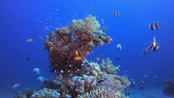 Underwater Sea Tropical Life