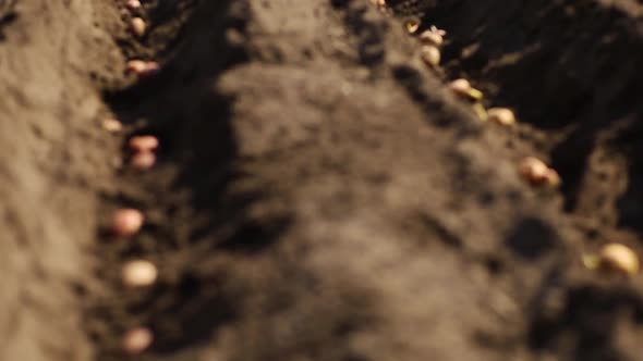 Process of Planting Potato Field in the Vegetable Garden, Close Up.