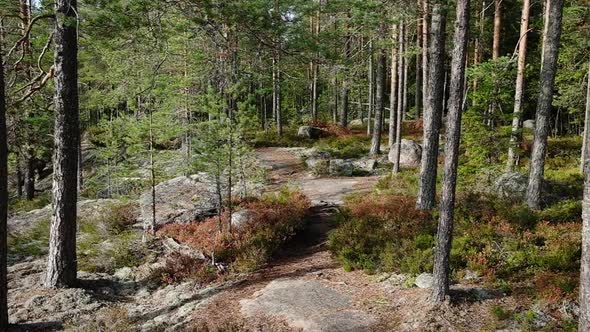 POV Moving Along the Forest Path in Repovesi National Park Forest Finland