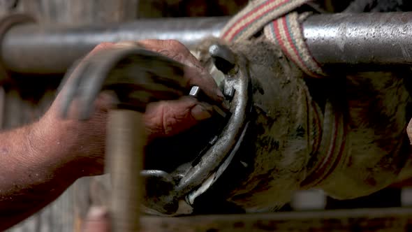 Farrier Shoeing and Trimming Horse