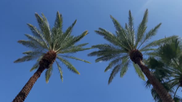 Camera looks up as it moves past rows a palm trees