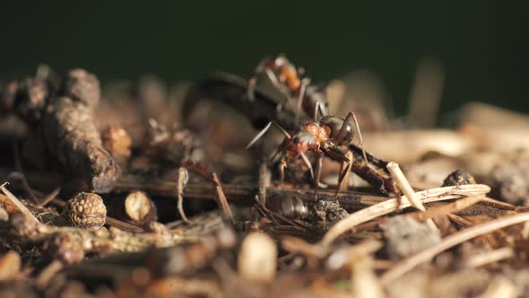 The Work and Life of Ants in an Anthill