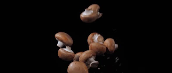 Wet Fresh Champignons Tossed Up and Fly Around with Water Drops on a Black Background in Slow Motion