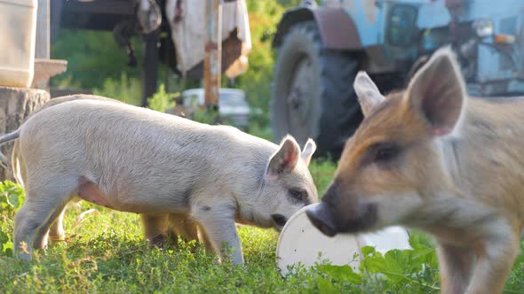 Funny Cute Little Piglets at an Animal Farm. Little Piglets Household. Lovely Pets.