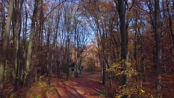 Flight Through Autumn Forest