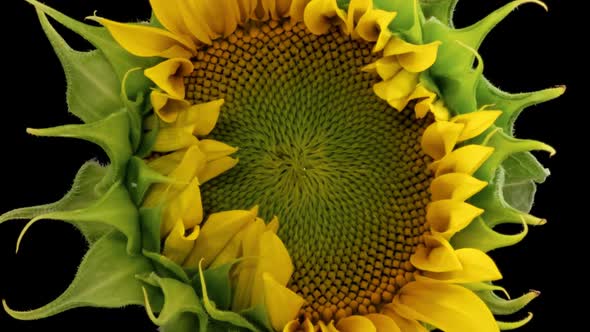 Sunflower Head Close-up Opening Timelapse on Pure Black