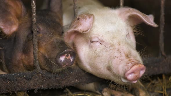 Close up of two dirty fat pigs resting at farm stable.