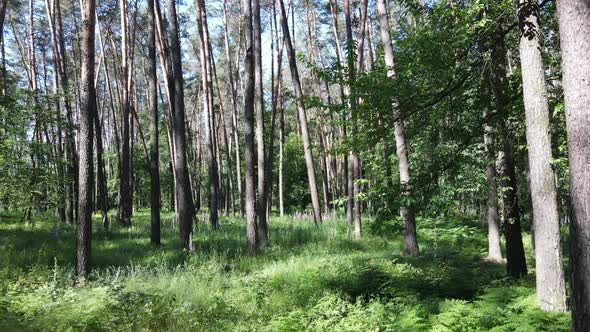 Beautiful Green Forest on a Summer Day Slow Motion