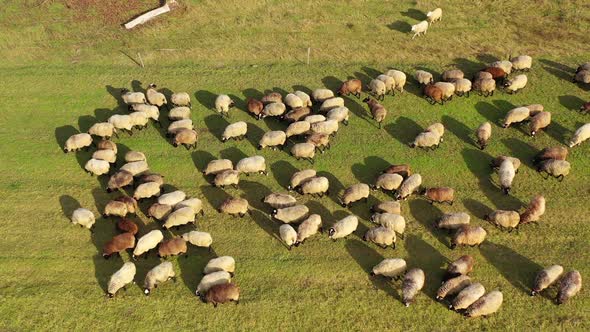 Sheep on meadow in sunny day. Beautiful sheep herd grazing on field.