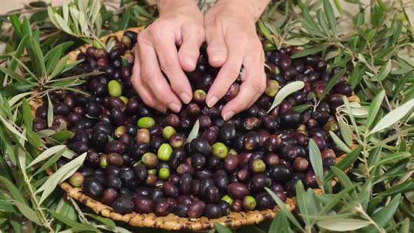 Woman's hand giving organic raw olives, ready for extra virgin oil. Mediterranean food. Agriculture