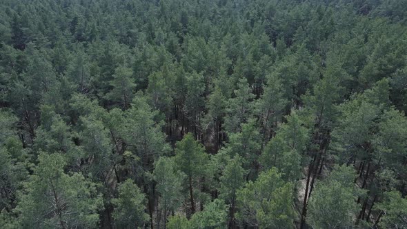 Pine Forest in the Afternoon Aerial View Slow Motion